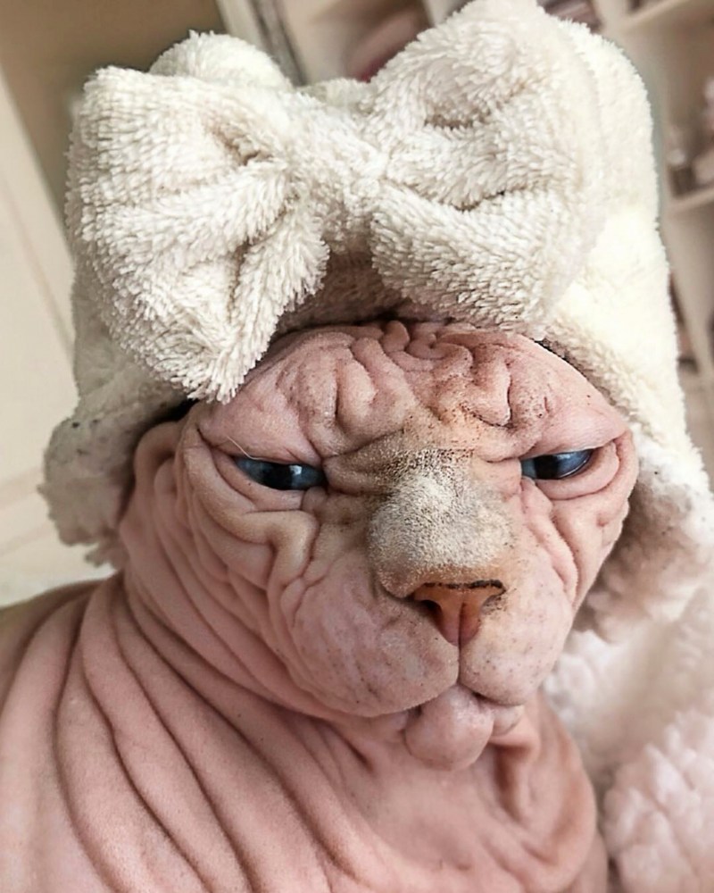 Самые страшные коты в мире