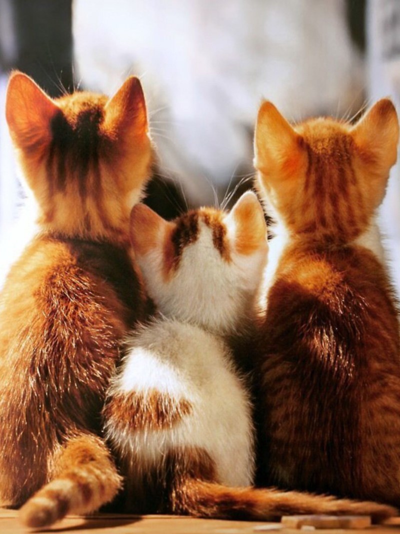 Коты друзья