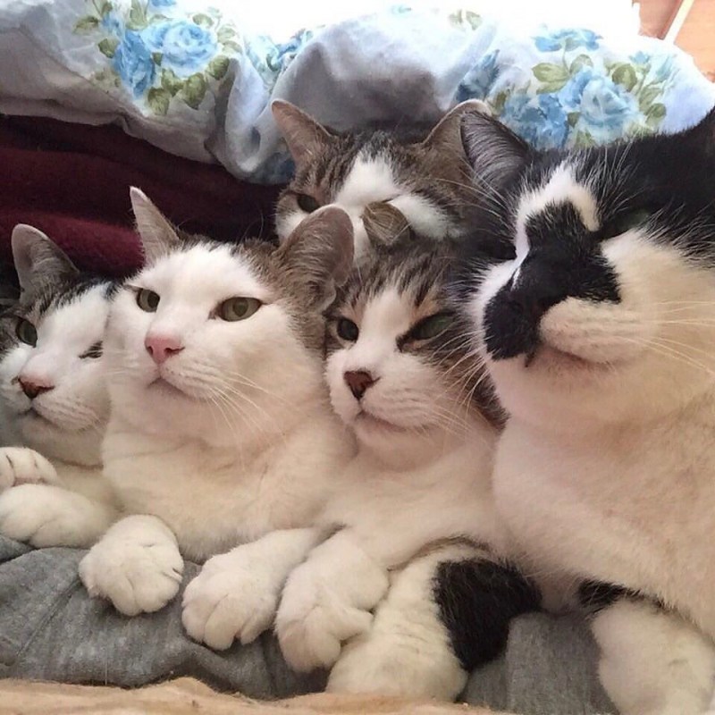 Где коты