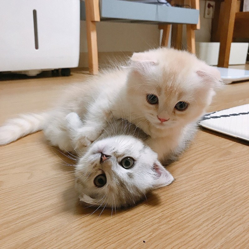 Котейки друг на друге