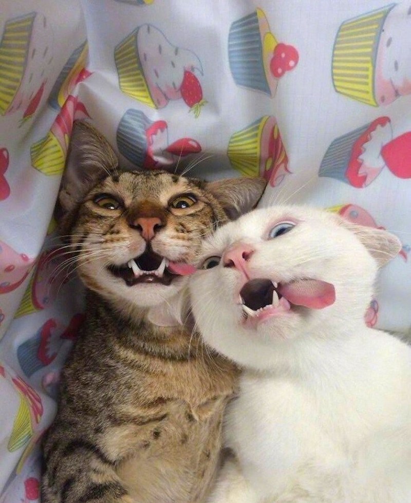 Два смешных кота