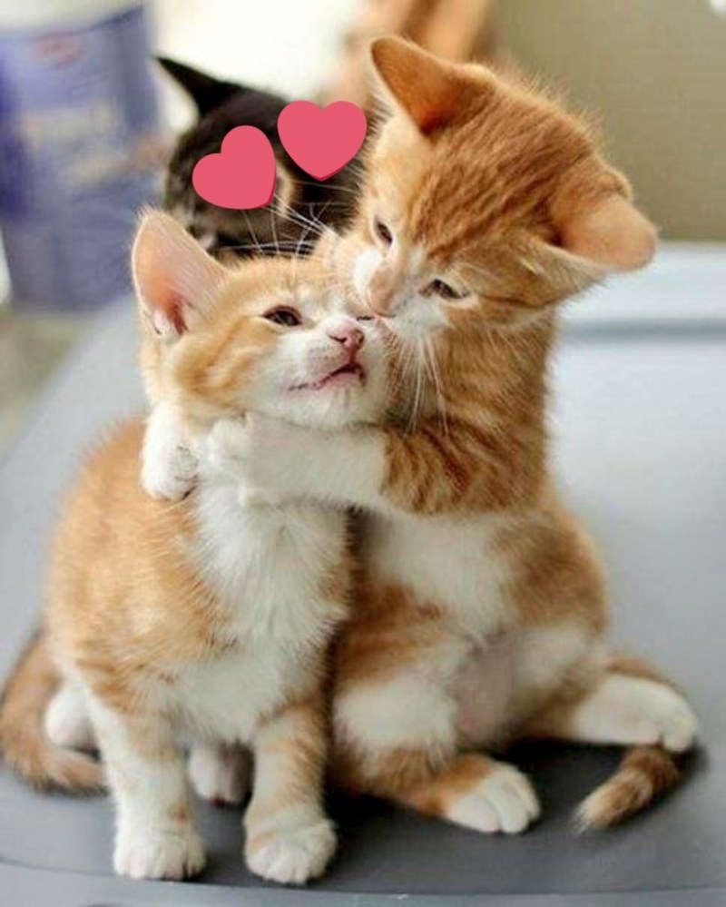 Обнимашки котят