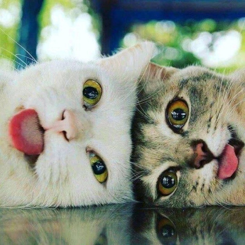 Два смешных кота