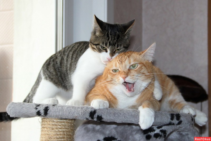 Кот приятель
