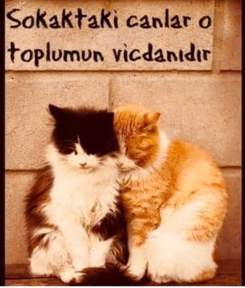 Рыжий и черный котики