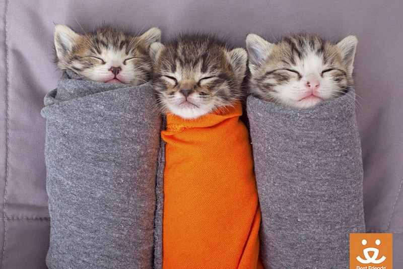Кошки подруги