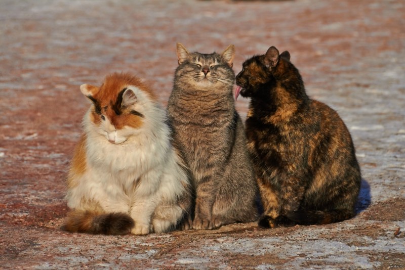Три смешных кота
