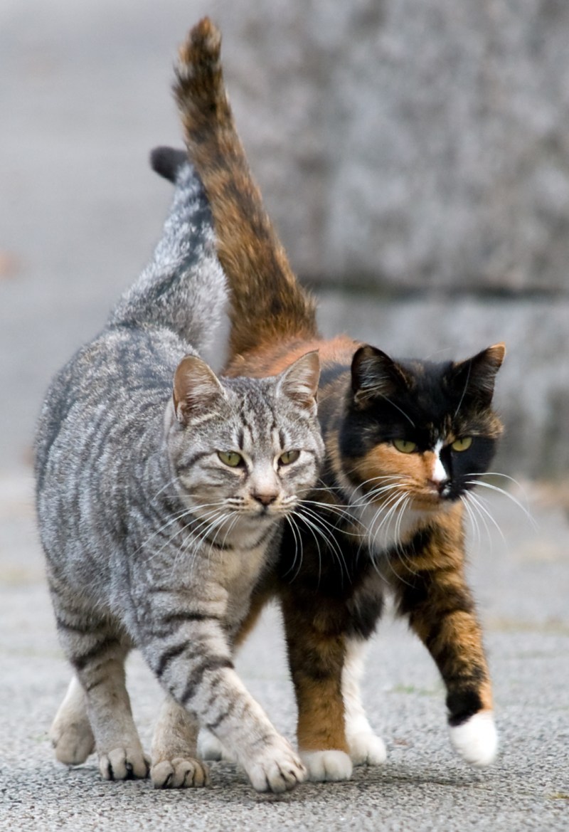 Дружба котов