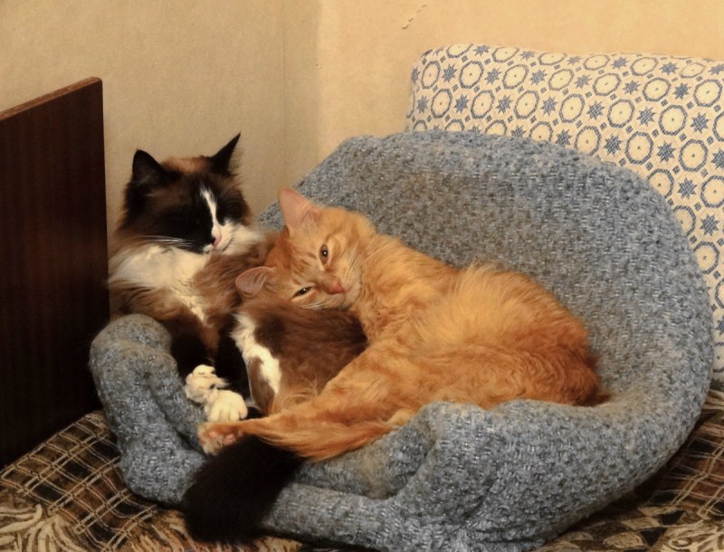 Кот с друзьями