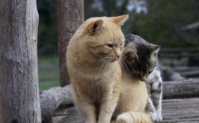 Котики обнимаются