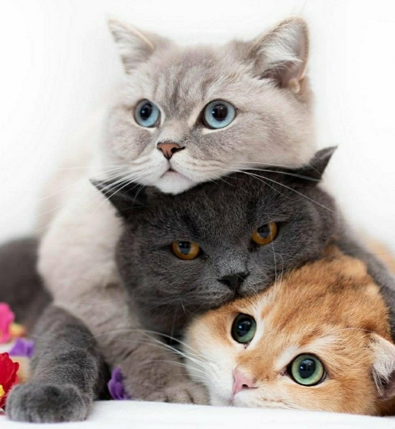 Кошка с котятами