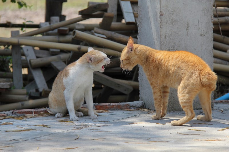 Коты злятся друг на друга