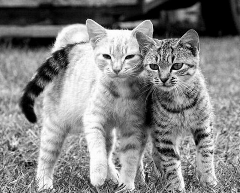 Коты друзья