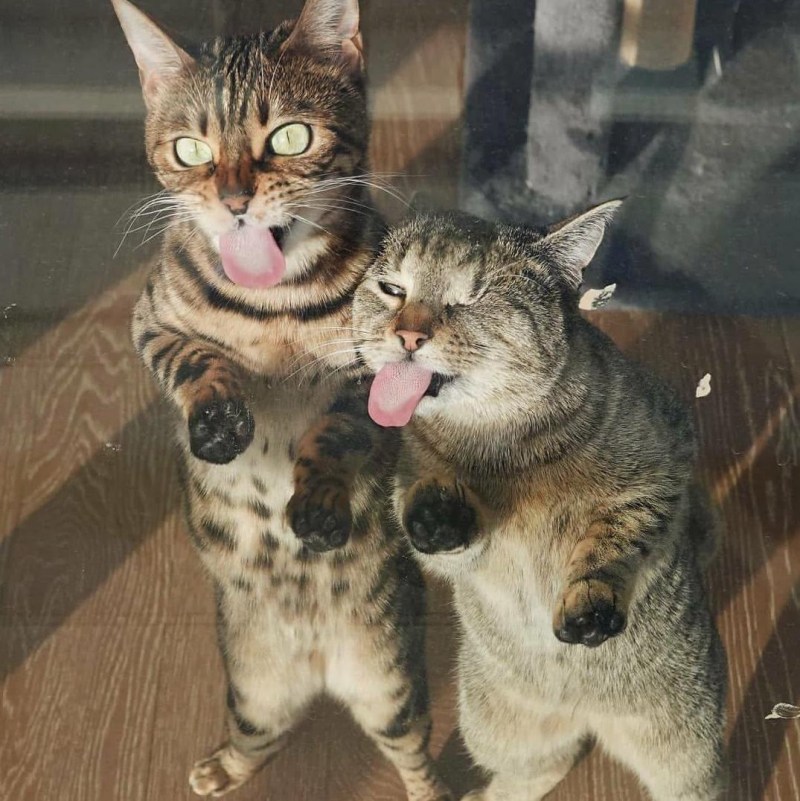 Коты валерьяньщики горе в семье