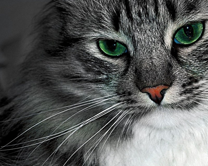 Кот с изумрудными глазами