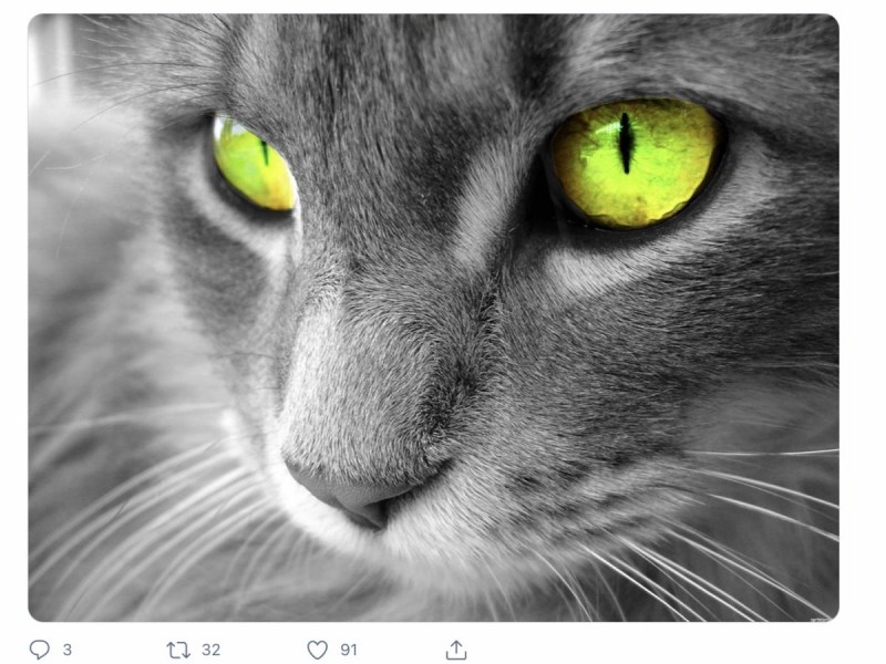 Ragdoll кошка серая