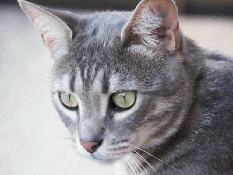 Бело серая кошка
