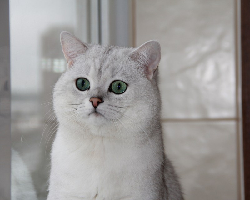 Моргают ли кошки