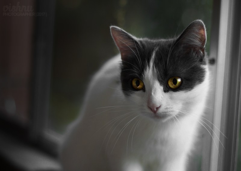 Кошка серая
