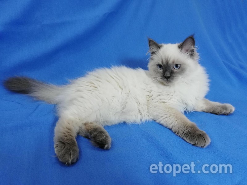 Маскарадная кошка короткошерстная