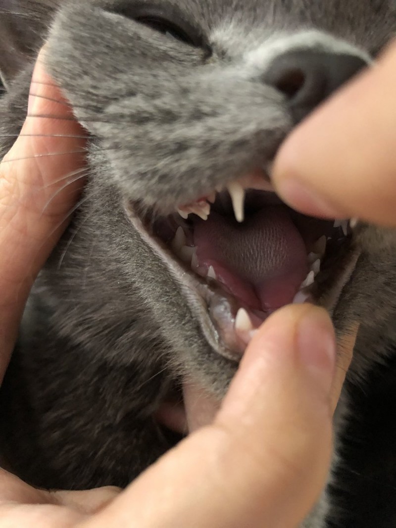 Маленькие кошачьи зубки