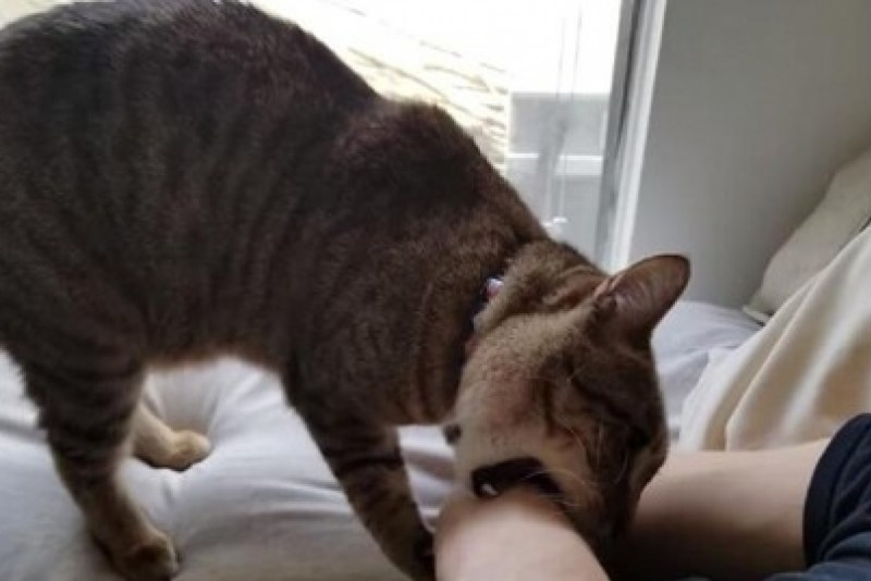 Котенок нападает