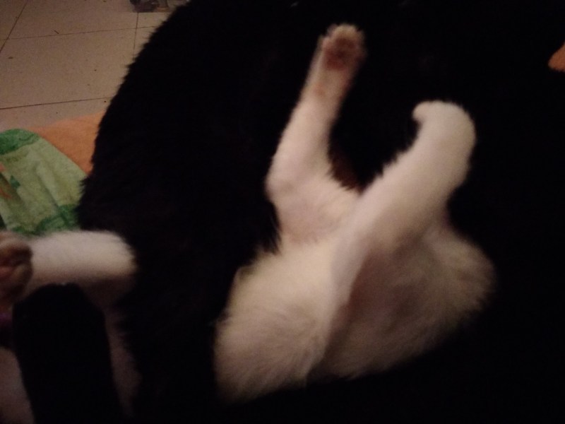 Котенок кусает хвост