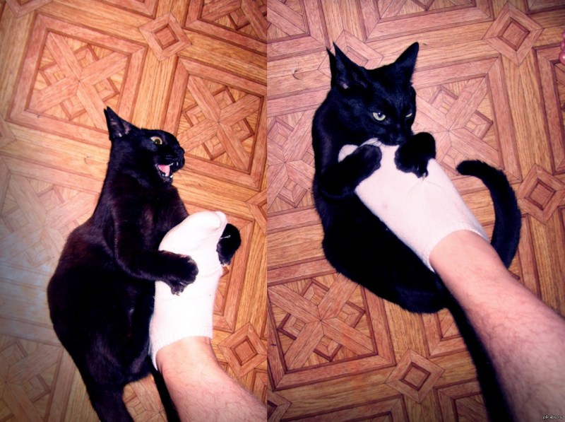 Черная кошка на руках