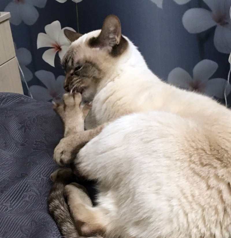 Странные привычки кошек