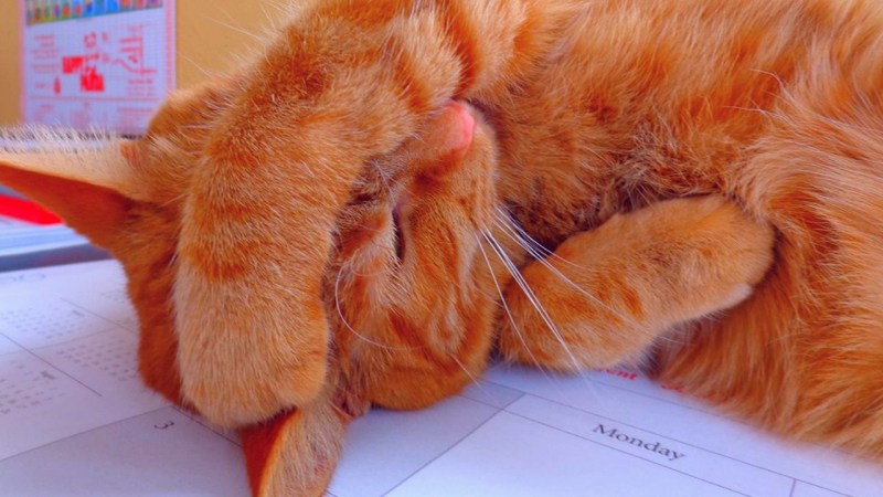 Кот стрессует
