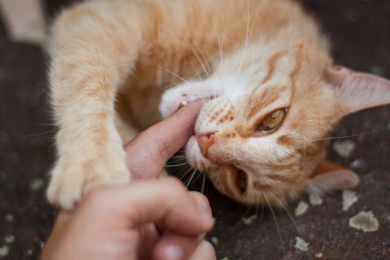 Кот кусается