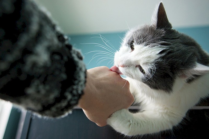 Кошка лижет