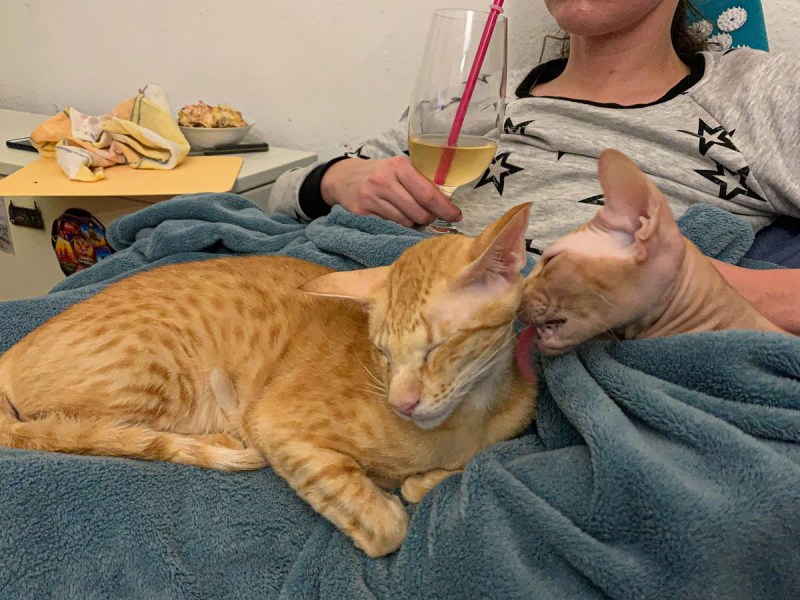 Кот ест полиэтилен