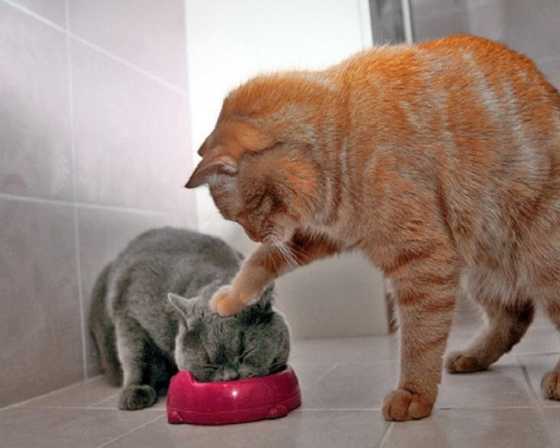 Meow Cat