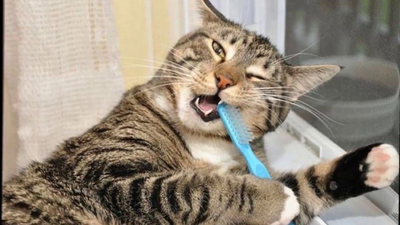 Котик кусает руку девушке