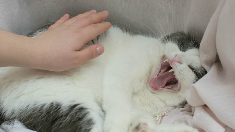 Кусачий кот