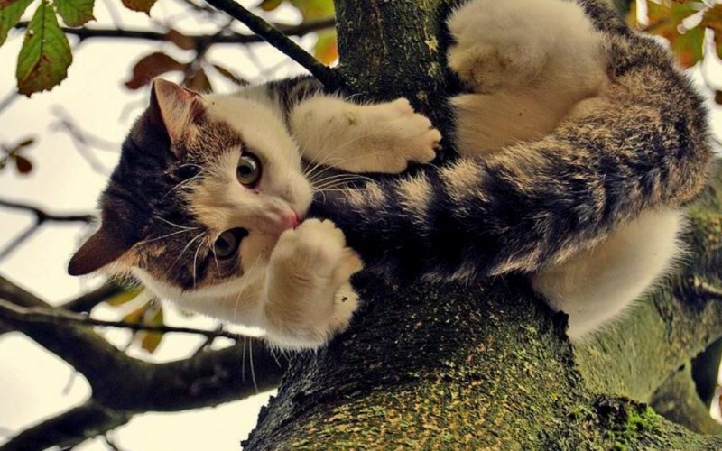 Кот на дереве смешной