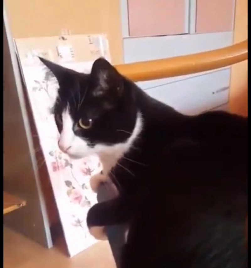 Кошка лижет