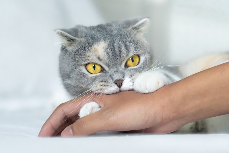Коты вылизываются