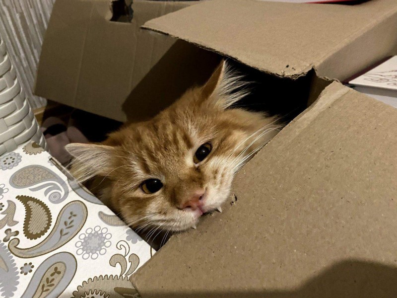 Серого кота гладят