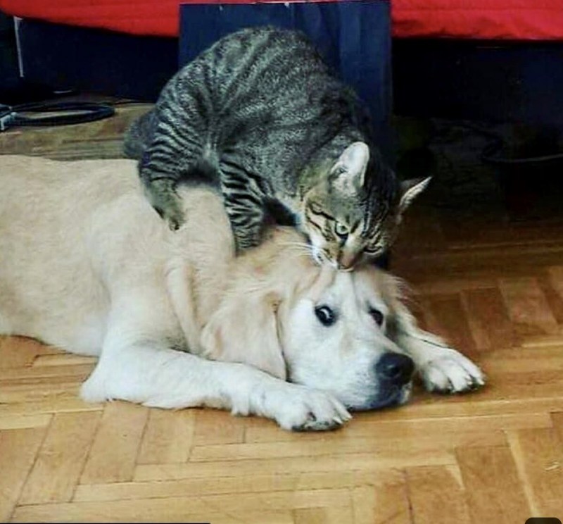 Доминируй властвуй унижай