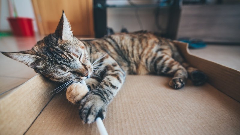 Котик кусает