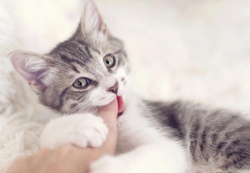 Кусачий котенок