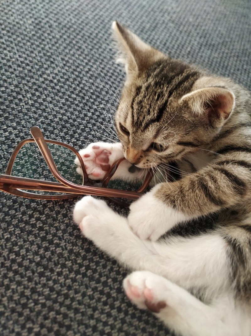 Кусачий кот