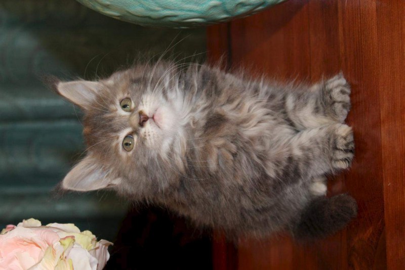 Котята Мейн кун