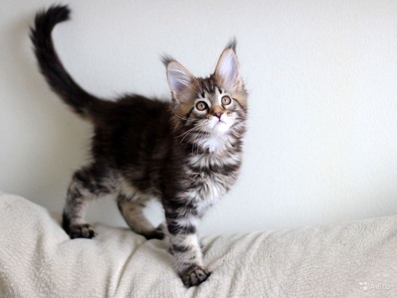 Котята Мейн куна котята2 месяца