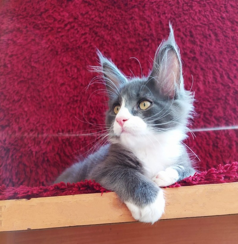 Котенок породистый Мейн кун девочка