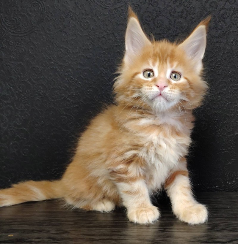 Окарсы Менйкуны котята девочки