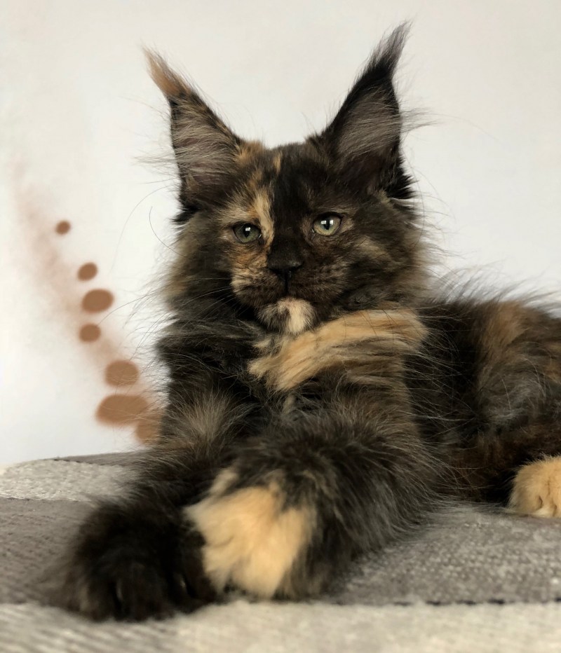 Кот Мейн кун 6 месяцев