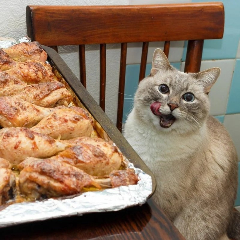 Котейки забавные
